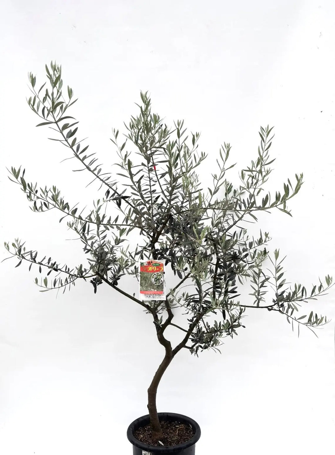 IMG_6748_1080x.jpg?v=1749431490