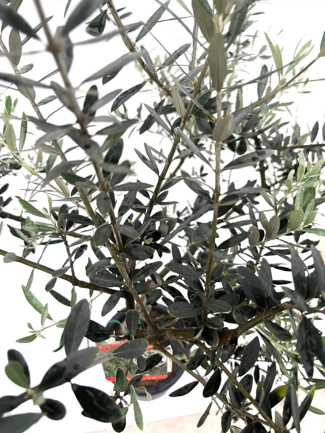 希少・柳型】ペンドリノ（オリーブの木）〈観葉植物〉｜140cm｜Mサイズ