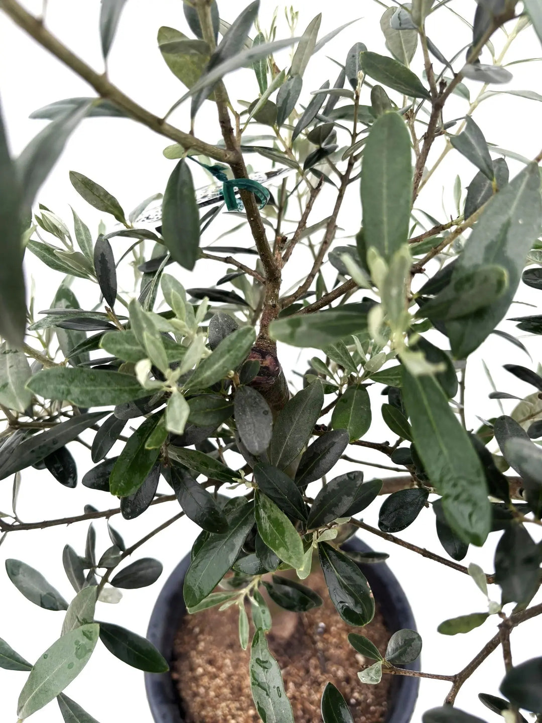 オリーブの木　レッチーノ 人気・銀葉】レッチーノ（オリーブの木）〈シンボル向き〉｜90cm｜M