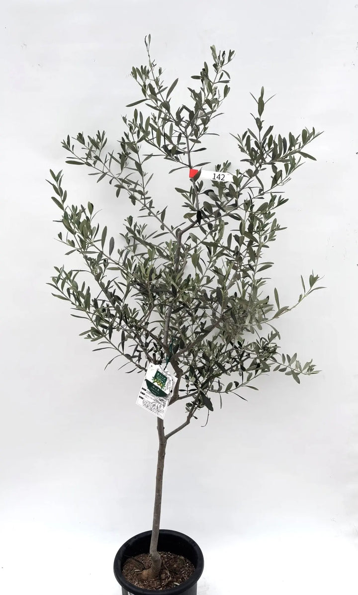 オリーブの木 ルッカ 10号 約160cm NO.584 人気品種 一点物 オリーブの