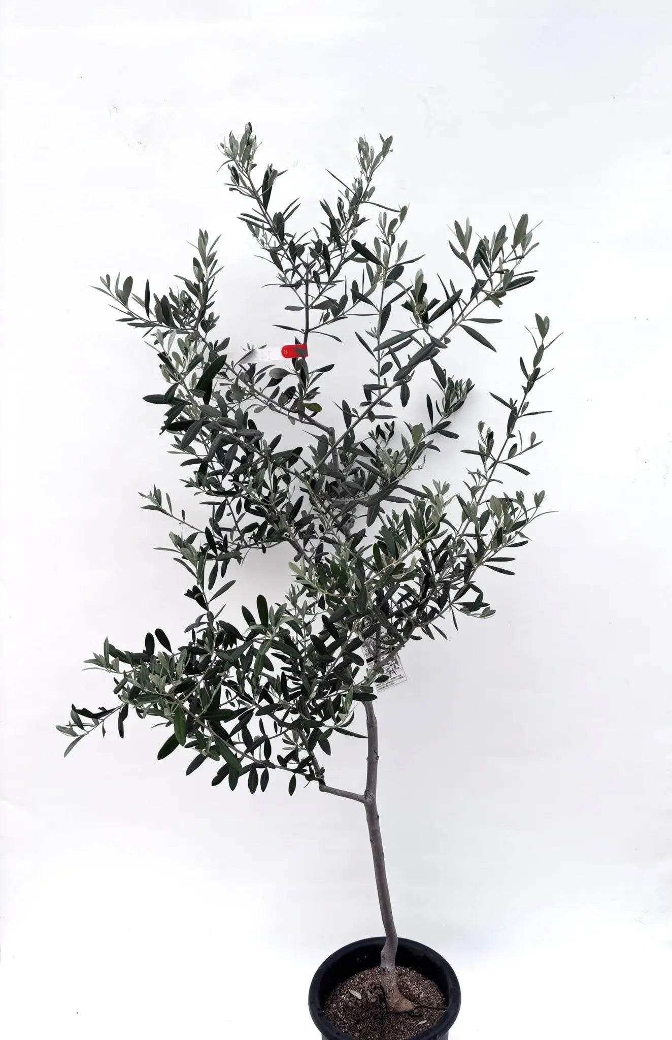 人気・寒冷地対応】ルッカ（オリーブの木）〈初心者向き〉｜160cm｜M