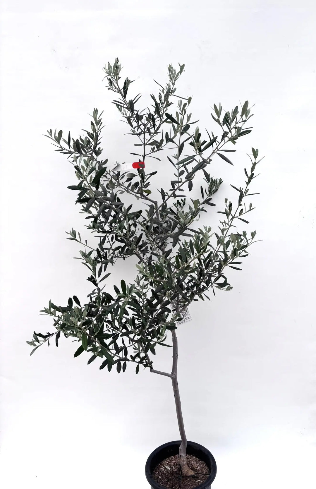 創樹　オリーブ　ルッカ　14 創樹オリーブ ルッカ 7号サイズ – orsow