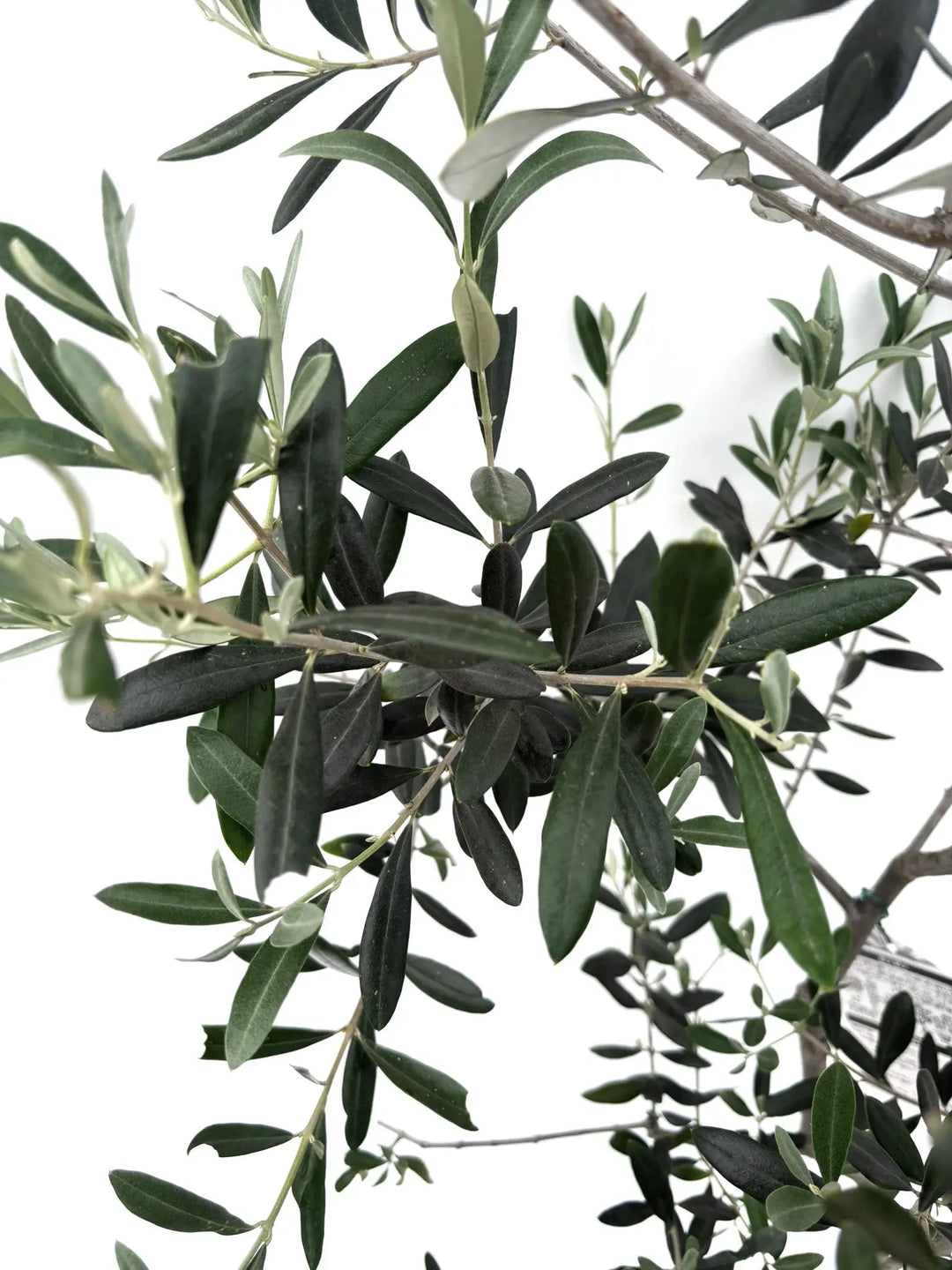 オリーブの木 個性あふれる１点もの　超特大フリーカット　潔く愚直に生きる姿 古木オリーブのある暮らし』 鉢植えして良し、地植えして良し