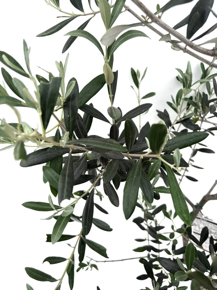 オリーブの木　ルッカ　10号　約160cm　K-287　人気品種　現品掲載 オリーブの木 ルッカ 10号 約160cm K-287 人気品種 現品掲載 オリーブの