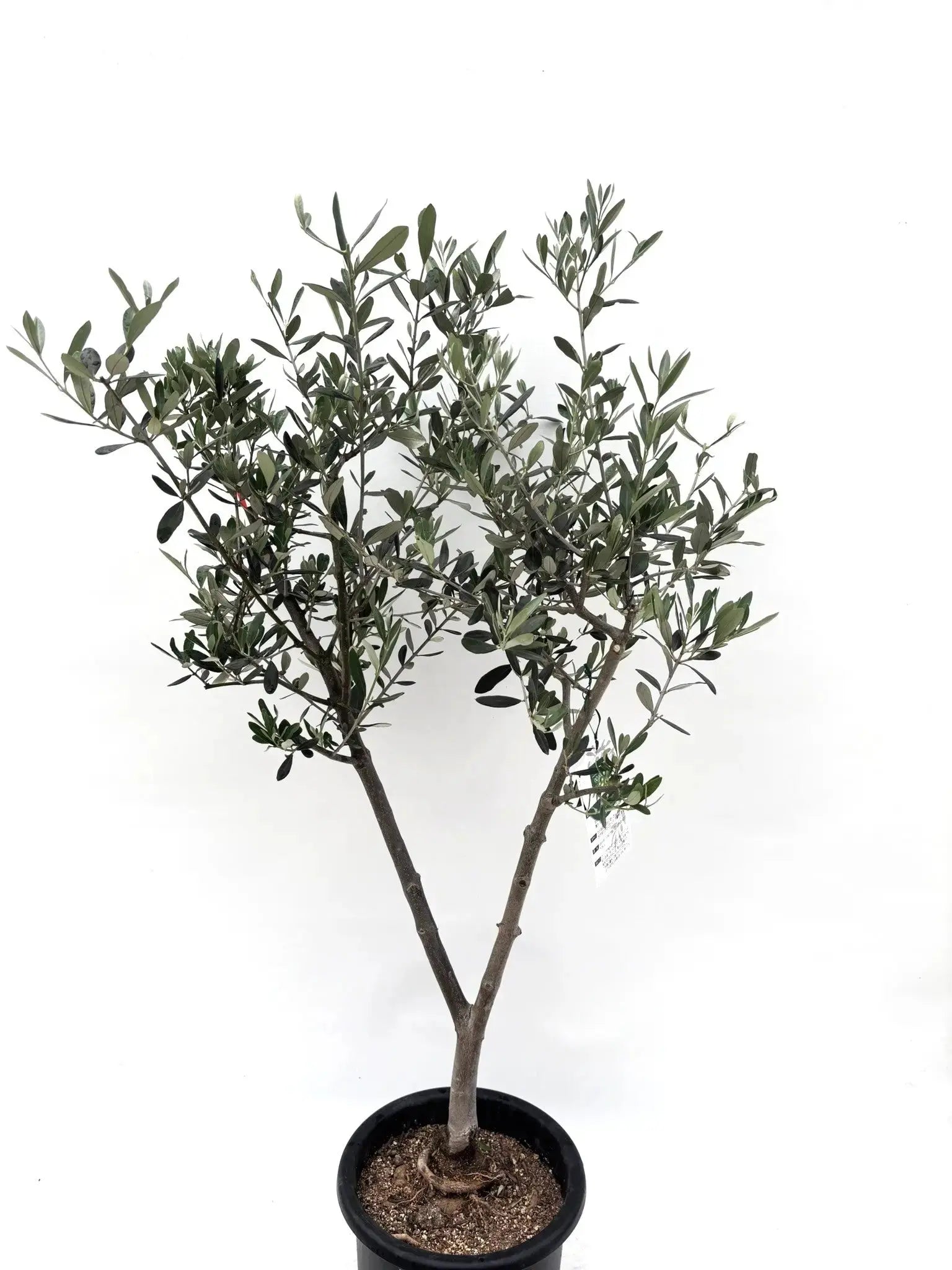 オリーブの木　ルッカ　約180cm　NO.1865　大型　現品掲載　人気品種 オリーブの木 ルッカ 約180cm NO.1865 大型 現品掲載 人気品種