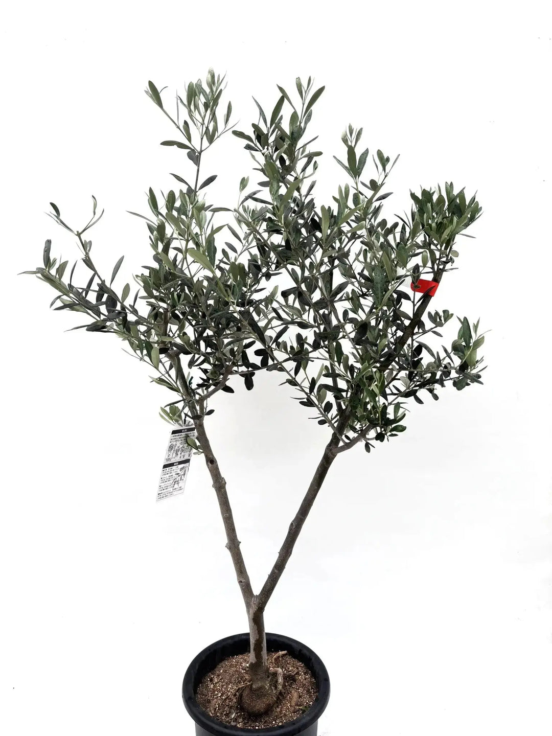 MARIMOさん、専用　 オリーブ　ルッカ MARIMOさん、専用 オリーブ ルッカ IMG_6765.jpg