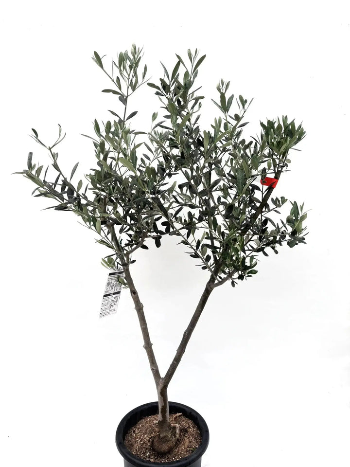 人気・寒冷地対応】ルッカ（オリーブの木）〈初心者向き〉｜120cm｜M
