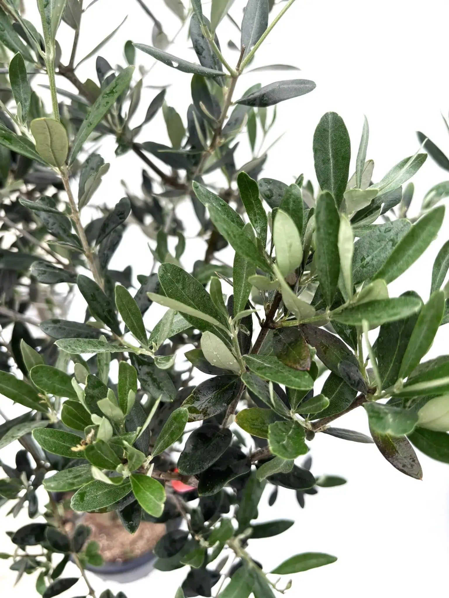 人気・寒冷地対応】ルッカ（オリーブの木）〈初心者向き