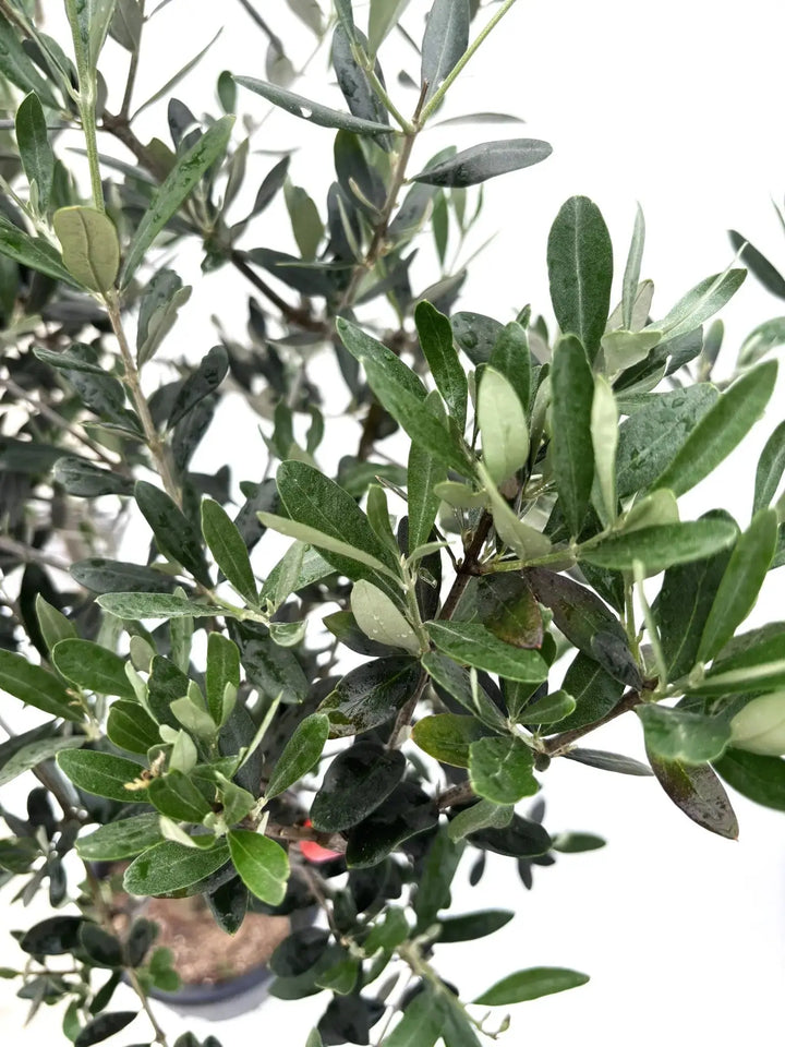 MARIMOさん、専用　 オリーブ　ルッカ MARIMOさん、専用 オリーブ ルッカ ルッカ Lサイズ 約180cm NO.10282