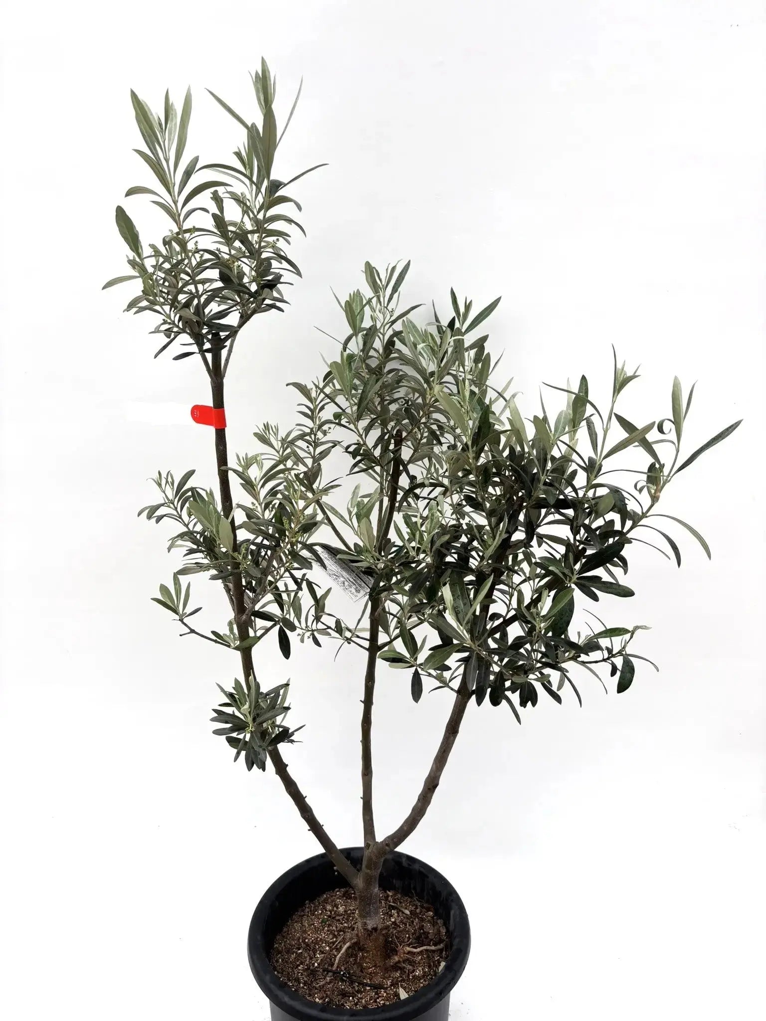 希少・銀葉・大実】ワンセブンセブン（オリーブの木）〈観葉植物〉｜約