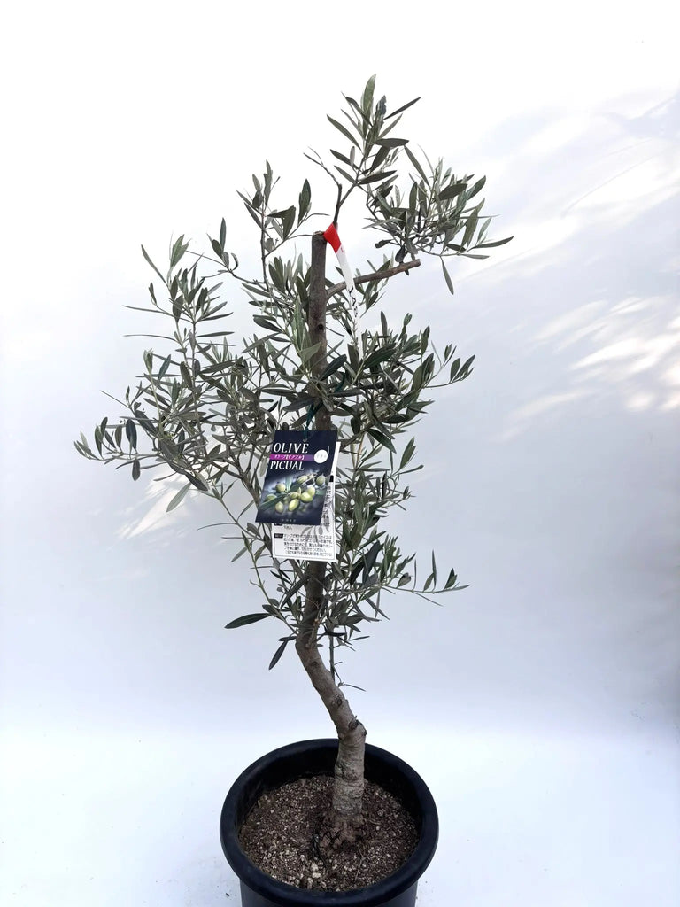 ピクアル Mサイズ 約100cm K-148 オリーブの木 人気品種 - 株式会社鶴亀園