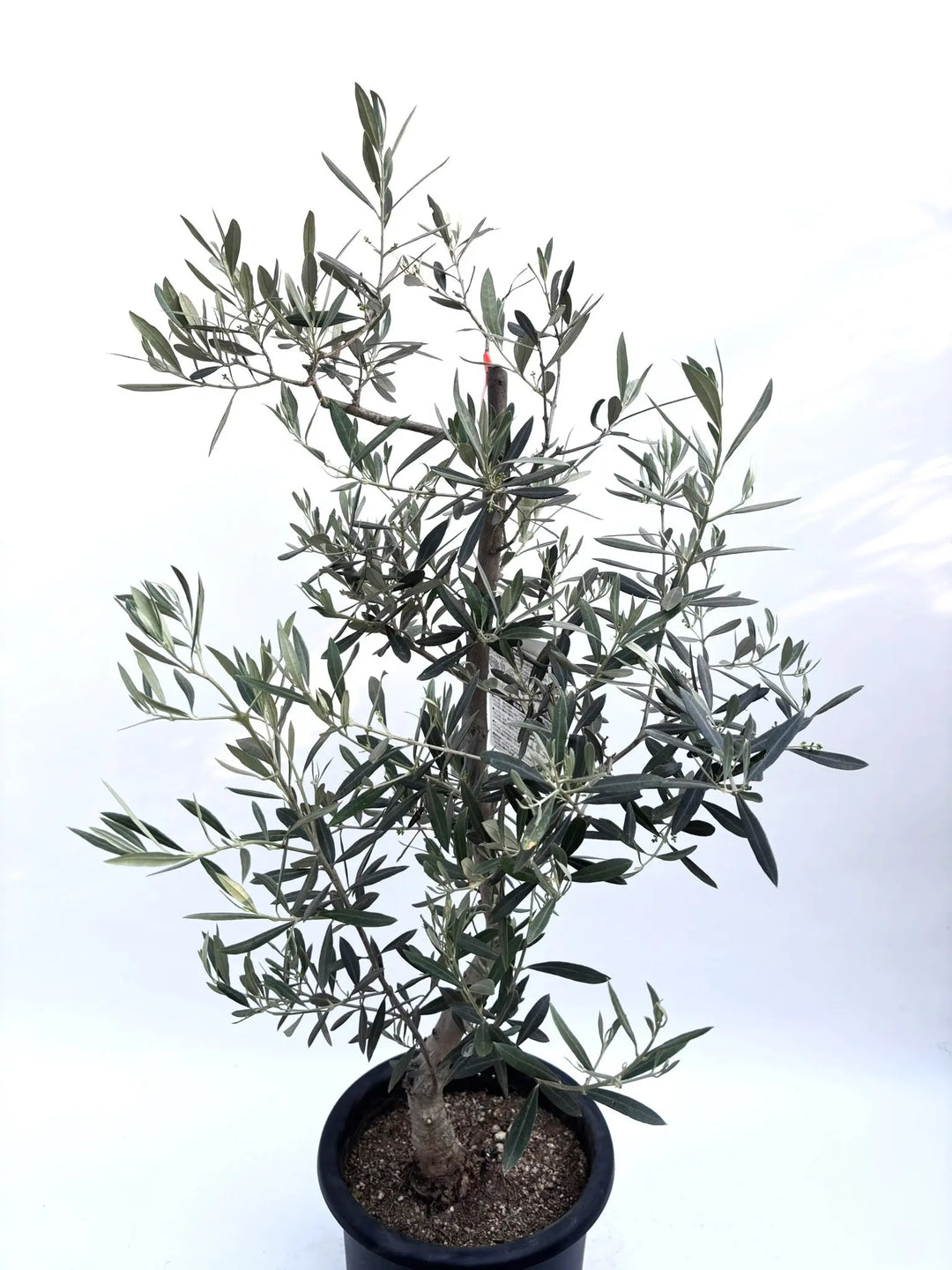ピクアル Mサイズ 約100cm K-148 オリーブの木 人気品種 - 株式会社鶴亀園