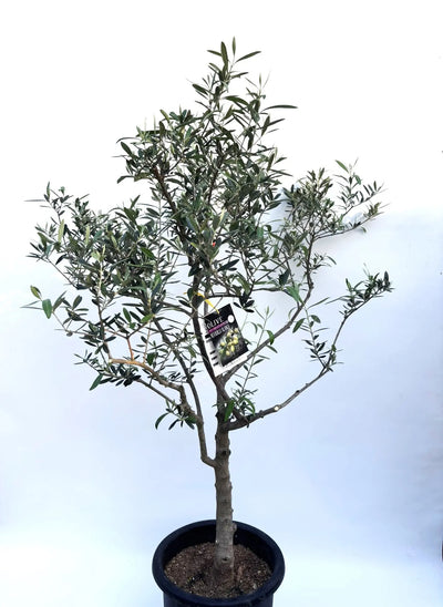 ネバディロブランコ　XLサイズ　約150cm　NO.1804　オリーブの木 古木　人気品種 株式会社鶴亀園