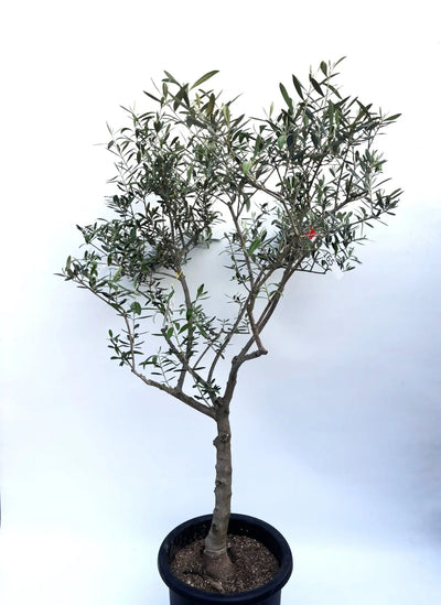 ネバディロブランコ　XLサイズ　約150cm　NO.1804　オリーブの木 古木　人気品種 株式会社鶴亀園