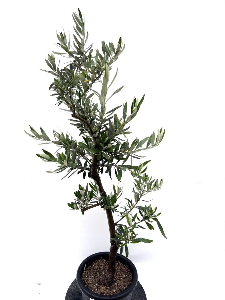 IMG_7568_720x.jpg?v=1749711307