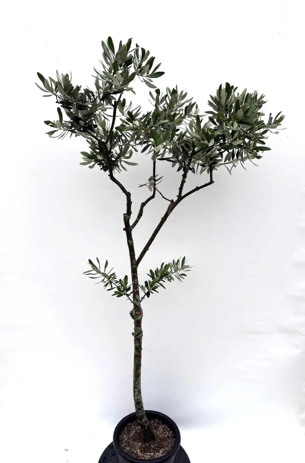 希少 オリーブ オリーブの木 カヨンヌ 7号 鉢下から高さおよそ90cm 観葉