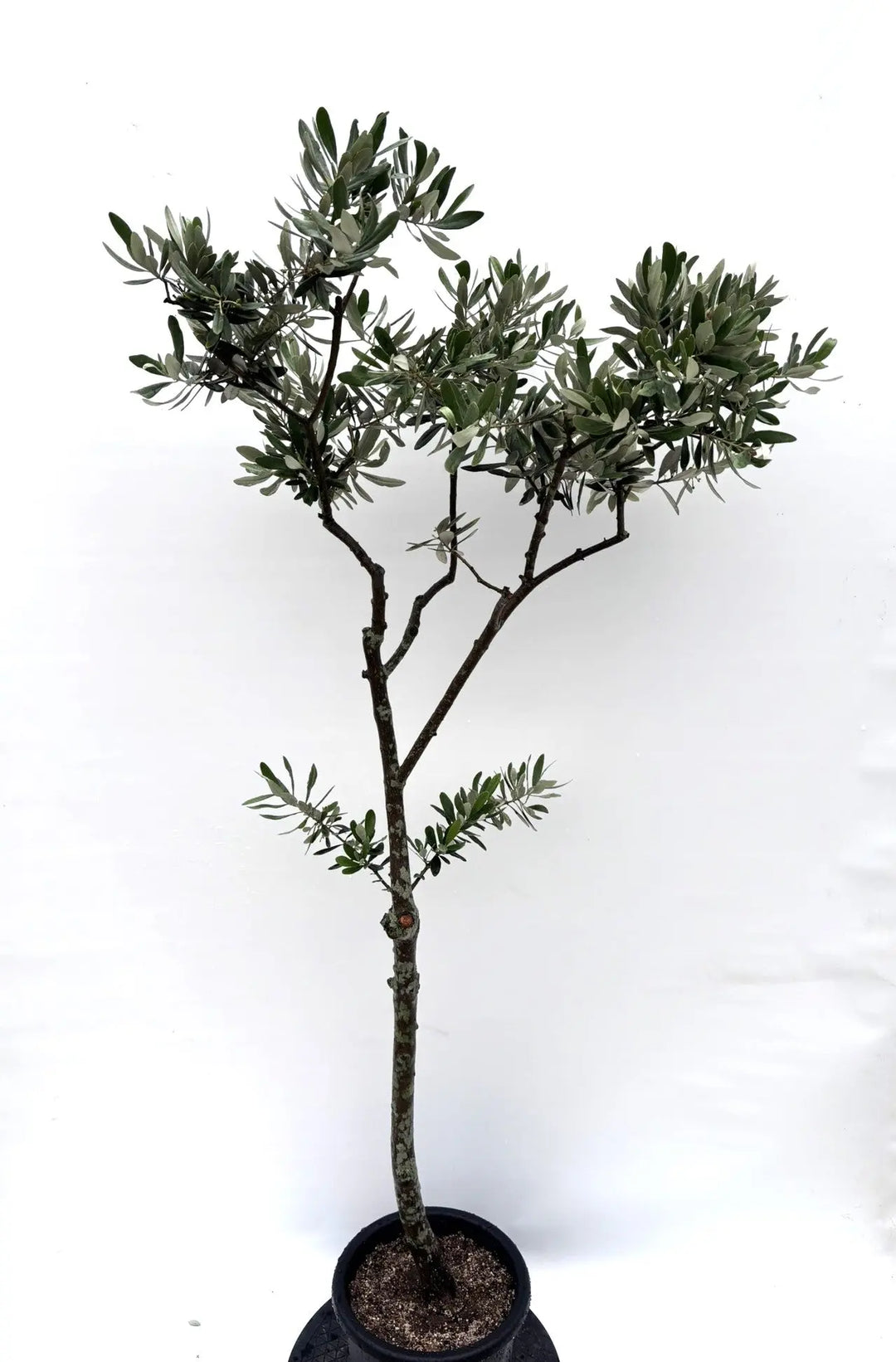 オリーブの木 約1.2m 生育中 白ポット オリーブの木 約1.2m 生育中 白