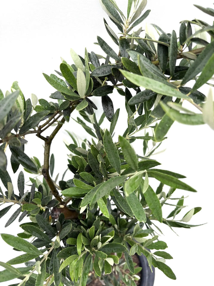 希少・白葉・室内向き】ホワイト（オリーブの木）〈柳型樹形〉｜1.3m