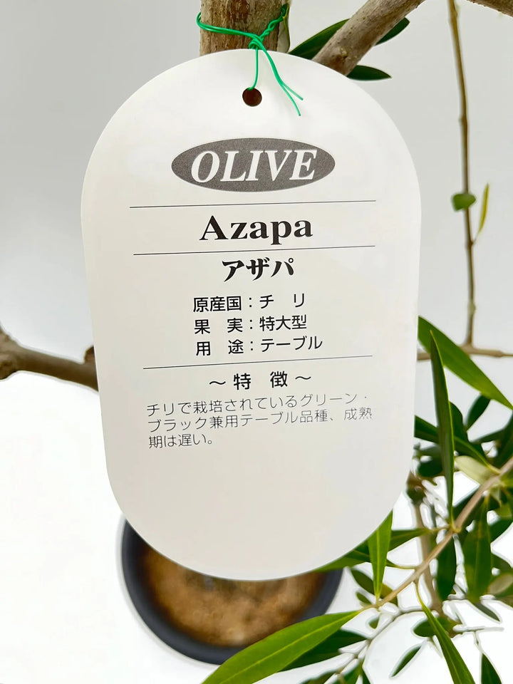 アザパ Mサイズ 約120cm NO.10258 オリーブの木 - 株式会社鶴亀園