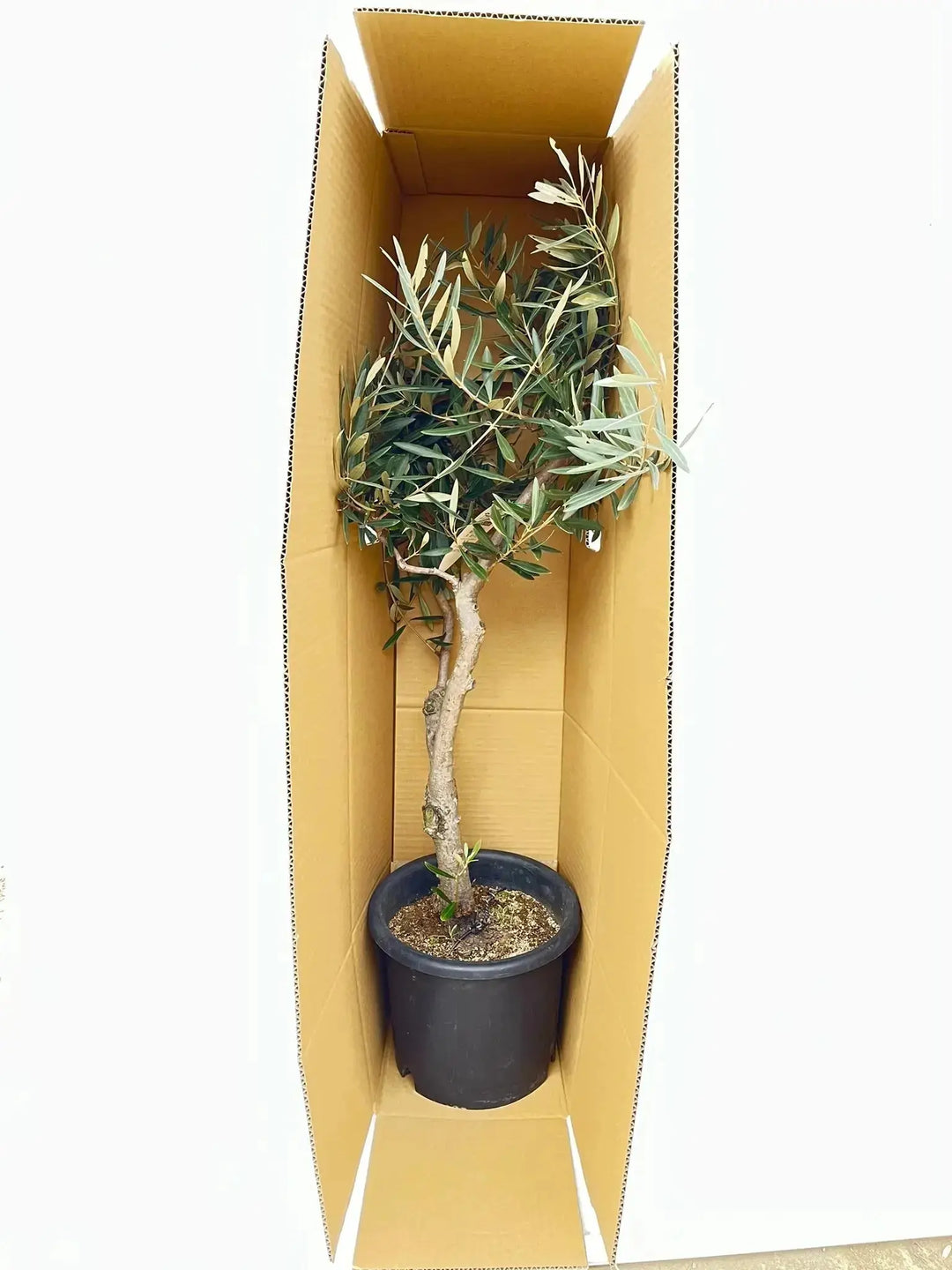 o*u様 オリーブの木,た植物/観葉植物ミッション『綺麗な樹形。全長約160㌢ 現品］2番 創樹 オリーブ ミッション 8号 観葉植物 ベランダ