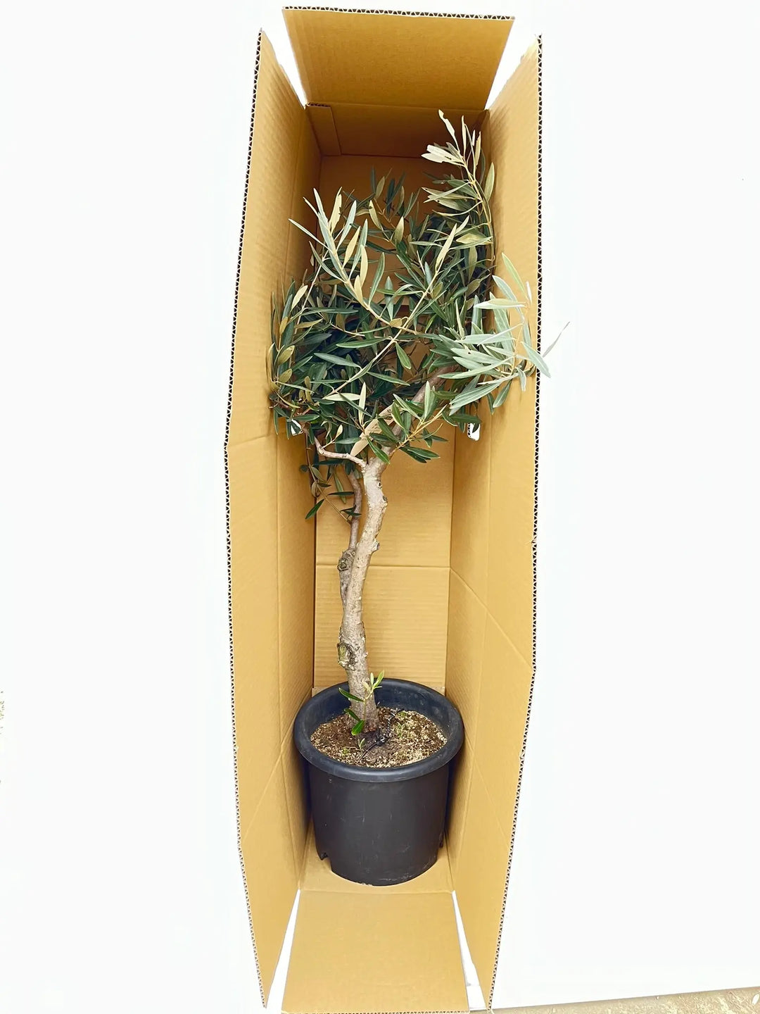 アメリカン Mサイズ 約150cm NO.10310 オリーブの木 - 株式会社