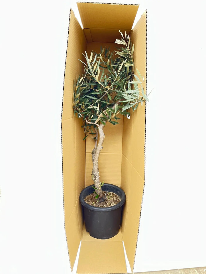 o*u様 オリーブの木,た植物/観葉植物ミッション『綺麗な樹形。全長約160㌢ ミッション Mサイズ 約160cm NO.10321 オリーブの木 - 株式会社