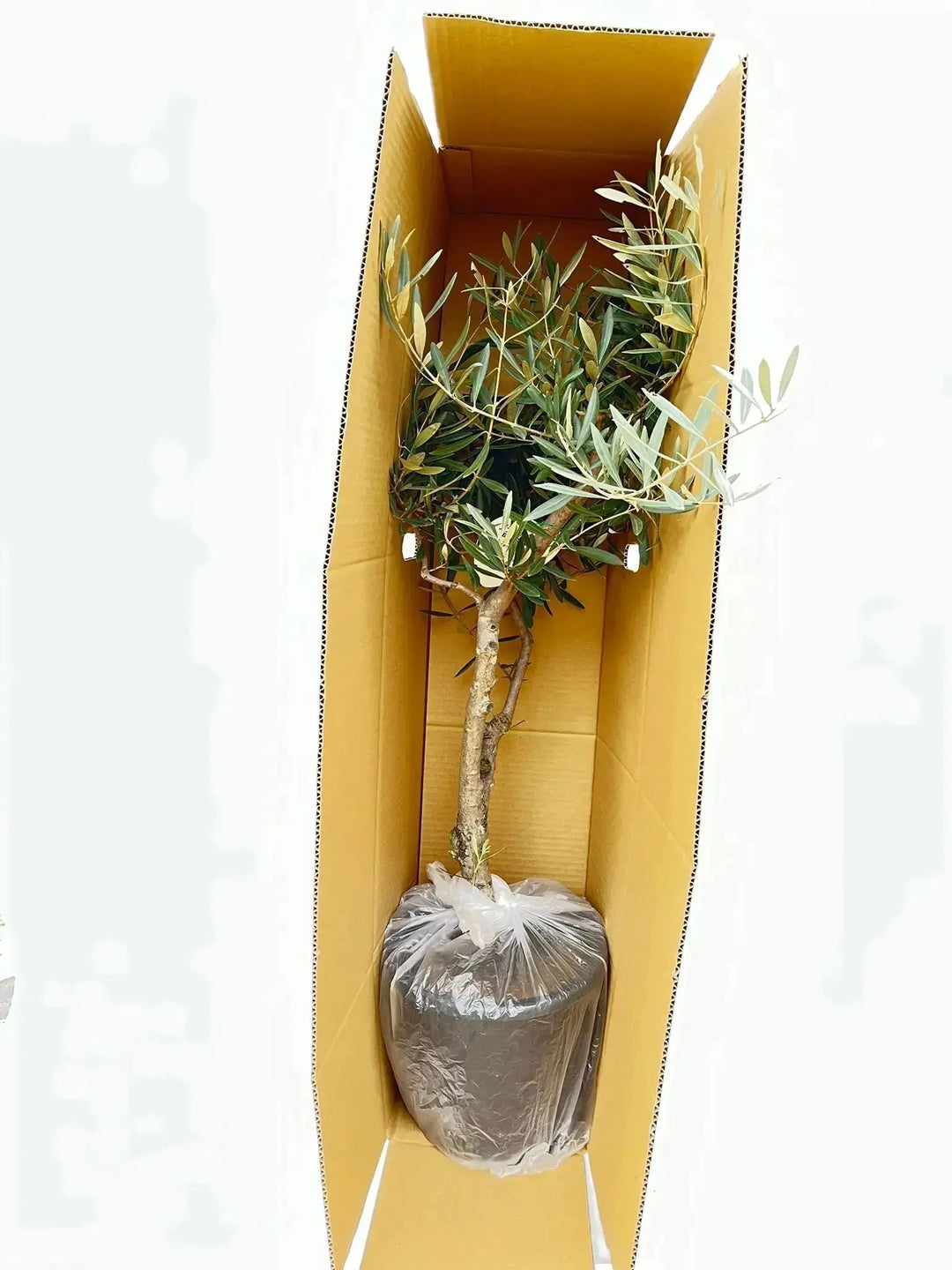 o*u様 オリーブの木,た植物/観葉植物ミッション『綺麗な樹形。全長約160㌢ 楽天市場】オリーブの木 ミッション 6号鉢苗 鉢底から90cm程度
