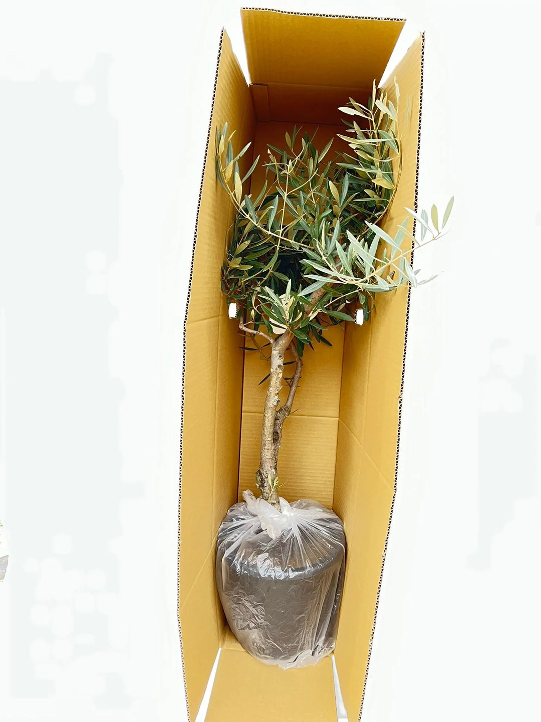 アメリカン Mサイズ 約150cm NO.10310 オリーブの木 - 株式会社鶴亀園