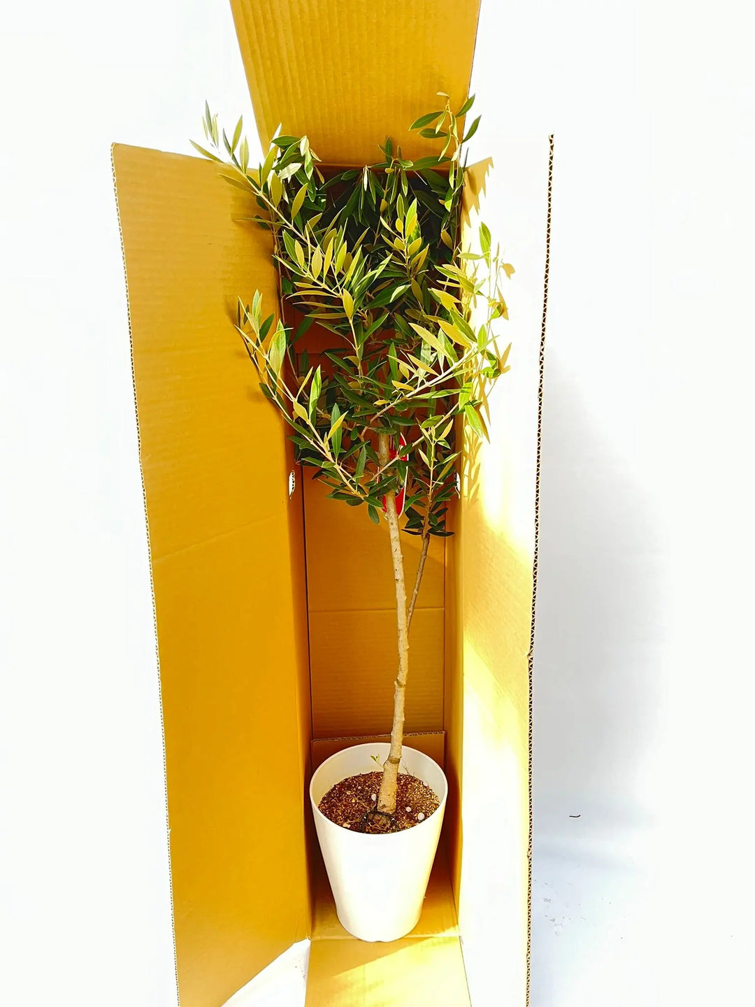 アーベキーナ Sサイズ 約140cm NO.10295 オリーブの木 - 株式会社鶴亀園