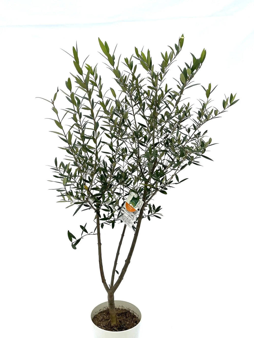 オリーブの木｜全サイズ・全品種一覧｜鶴亀園公式通販 – タグ