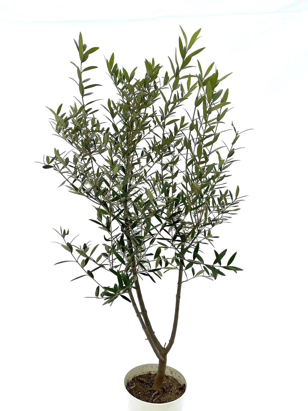 ひなかぜ Sサイズ 約130cm NO.10026 オリーブの木 - 株式会社鶴亀園