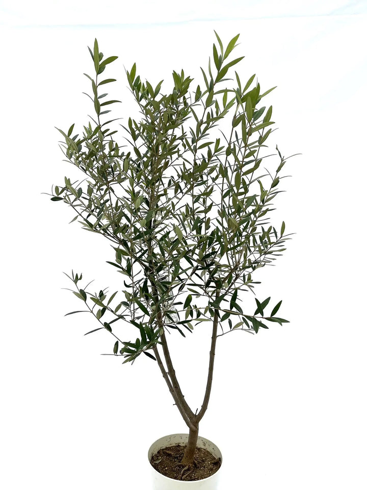 ひなかぜ Sサイズ 約130cm NO.10026 オリーブの木 - 株式会社鶴亀園