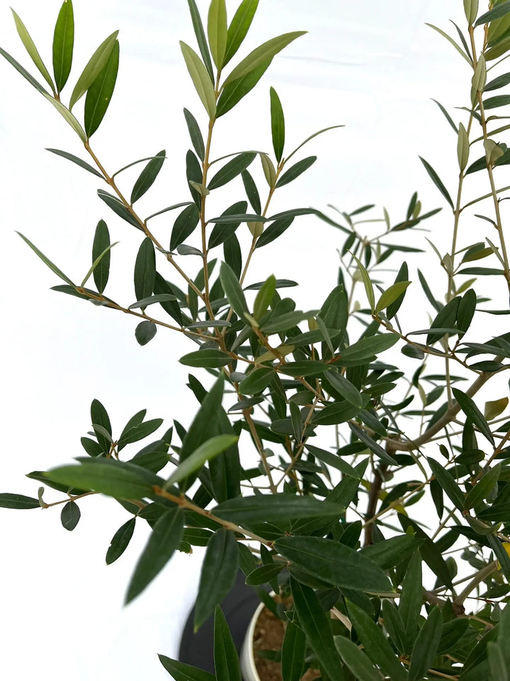 ひなかぜ Sサイズ 約130cm NO.10026 オリーブの木 - 株式会社鶴亀園
