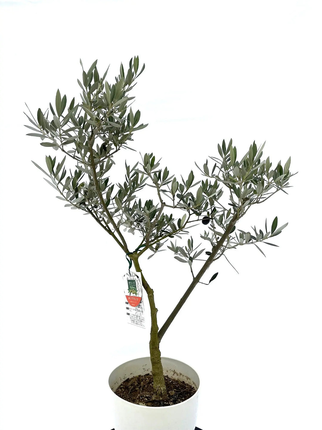 ホジブランコ Sサイズ 約100cm NO.10034 オリーブの木 - 株式会社鶴亀園