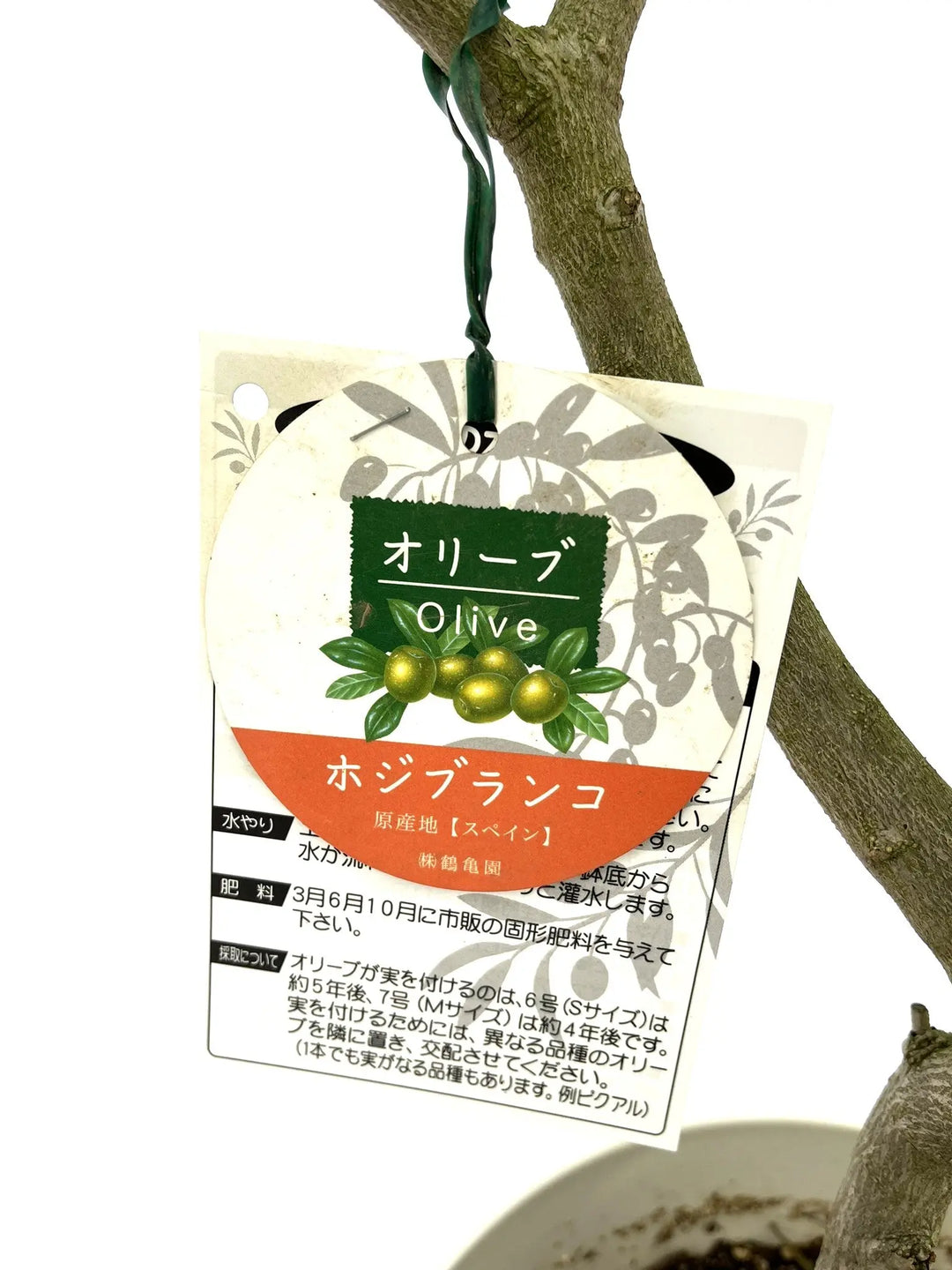 ホジブランコ Sサイズ 約120cm NO.10254 オリーブの木 - 株式