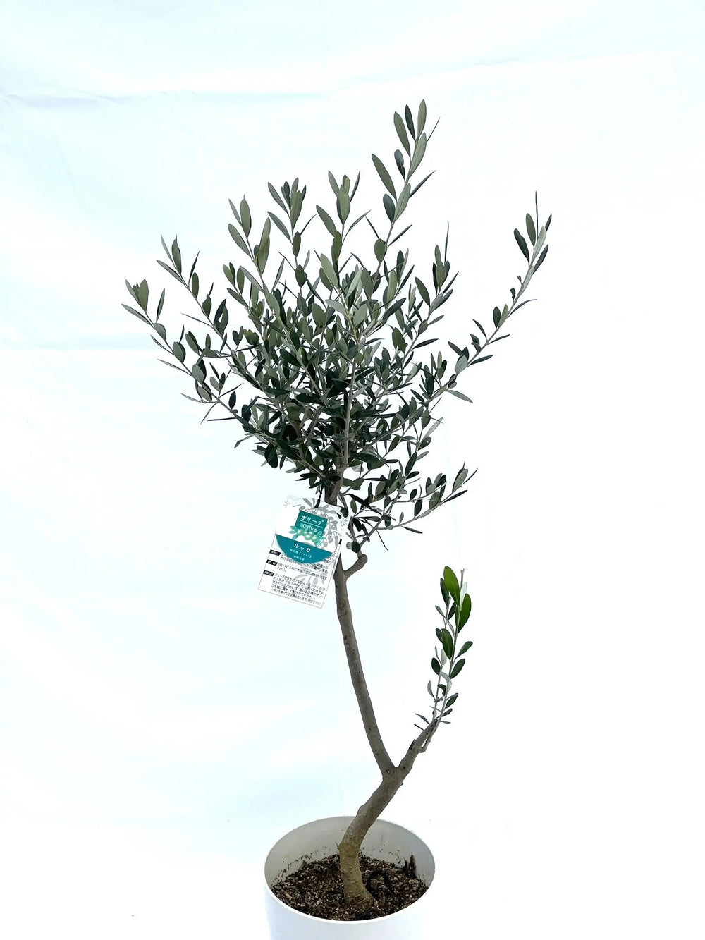 オリーブ☆ オリーブの木｜全サイズ・全品種一覧｜鶴亀園公式通販 – タグ