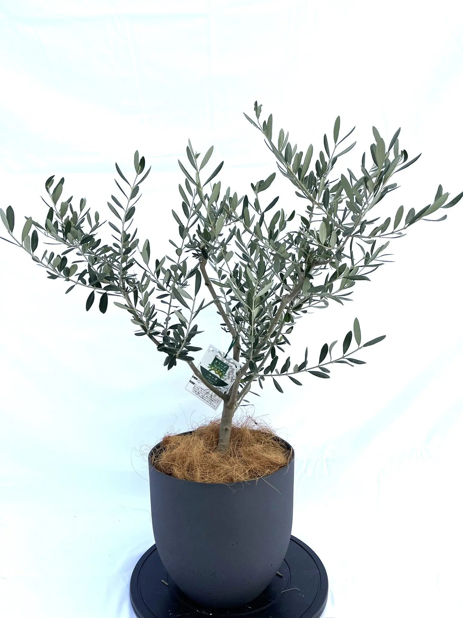 ルッカ Sサイズ 約90cm NO.10056 オリーブの木 - 株式会社鶴亀園
