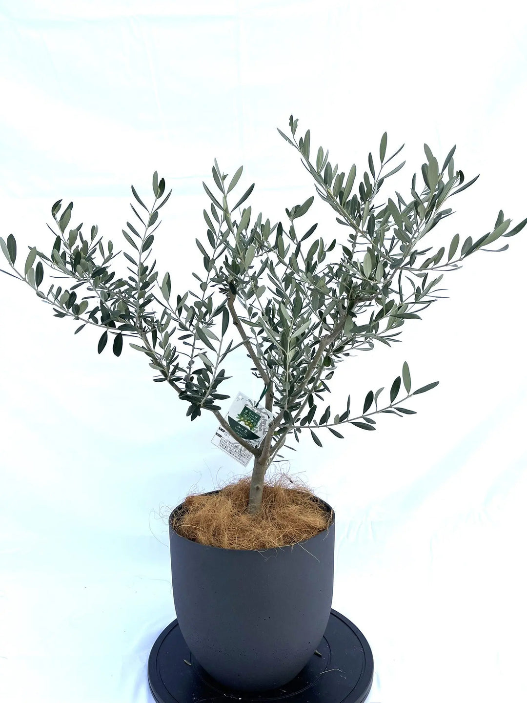 ルッカ Sサイズ 約90cm NO.10056 オリーブの木 - 株式会社鶴亀園