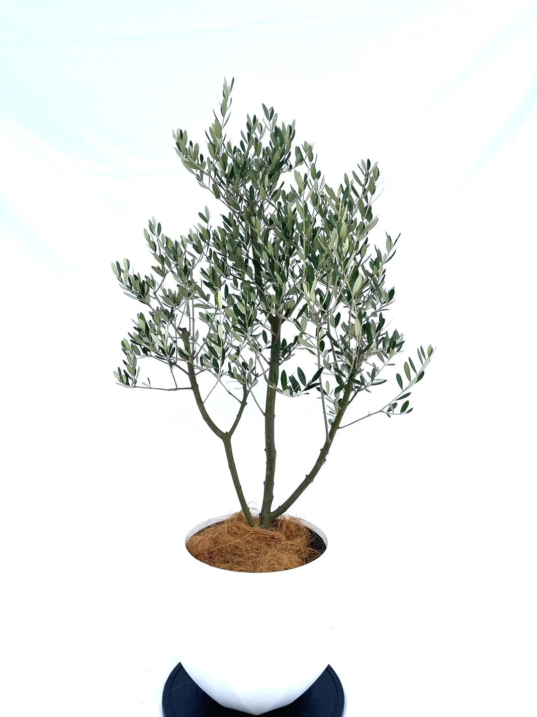 ミッション Mサイズ 約130cm NO.10063 オリーブの木 - 株式会社