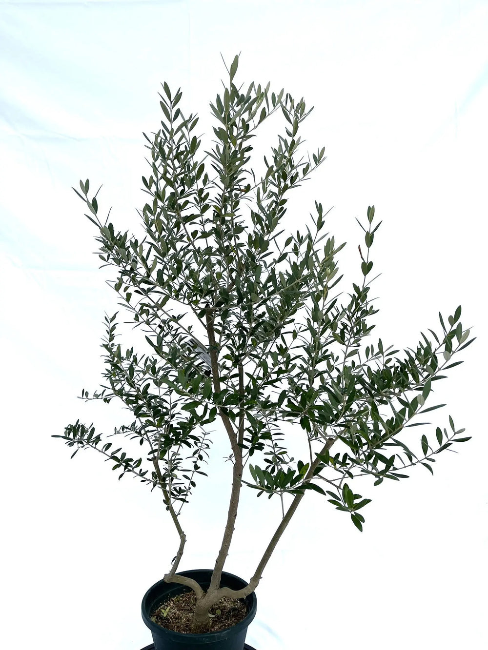 nanana-ya10オリーブ38ロングタイプ ロングタイプオリーブ38｜nanana-ya10オリーブ38ロングタイプ 製品情報