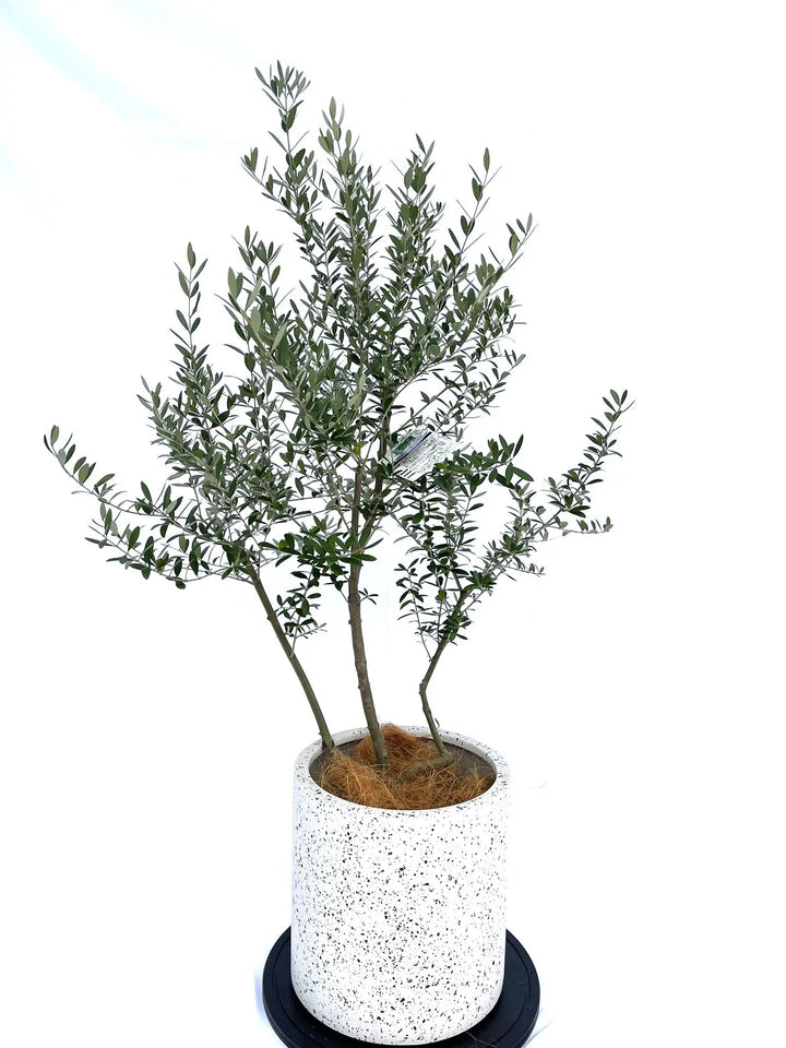 ネバディロブランコ Mサイズ 約130cm NO.10082 オリーブの木 - 株式