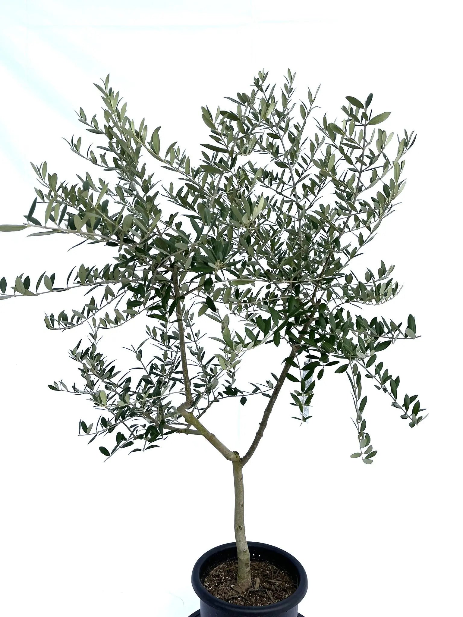 アーベキーナ Mサイズ 約140cm NO.10090 オリーブの木 - 株式会社鶴亀園