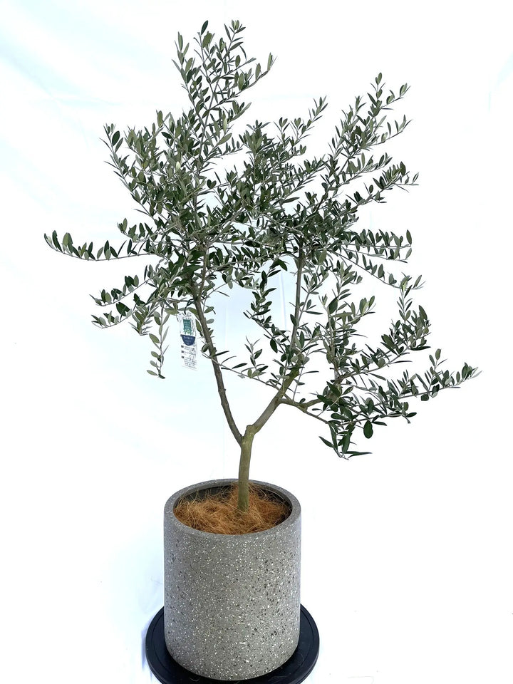 アーベキーナ Mサイズ 約140cm NO.10090 オリーブの木 - 株式会社鶴亀園