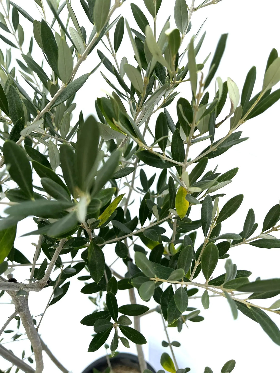 オリ-ブ（ルッカ）（大きいサイズカッチョイイ） オリ-ブ（ルッカ）（大きいサイズカッチョイイ） 人気・寒冷地対応