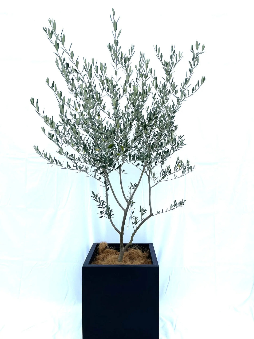 オリーブの木　ルッカ ルッカ Mサイズ 約120cm NO.10266 オリーブの木 - 株式会社鶴亀園