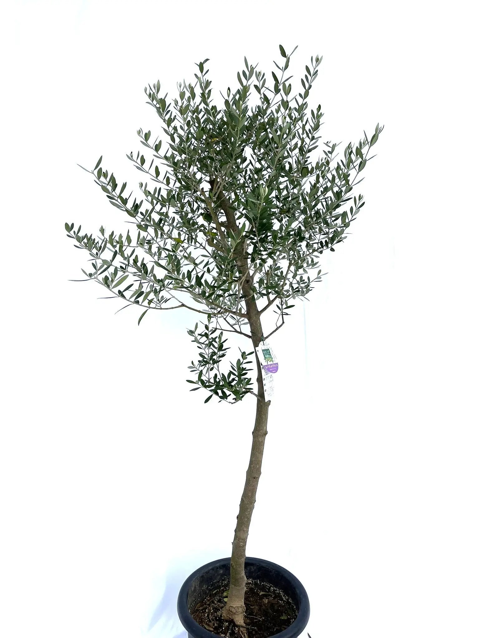 ネバディロブランコ Lサイズ 約160cm NO.10106 オリーブの木 - 株式