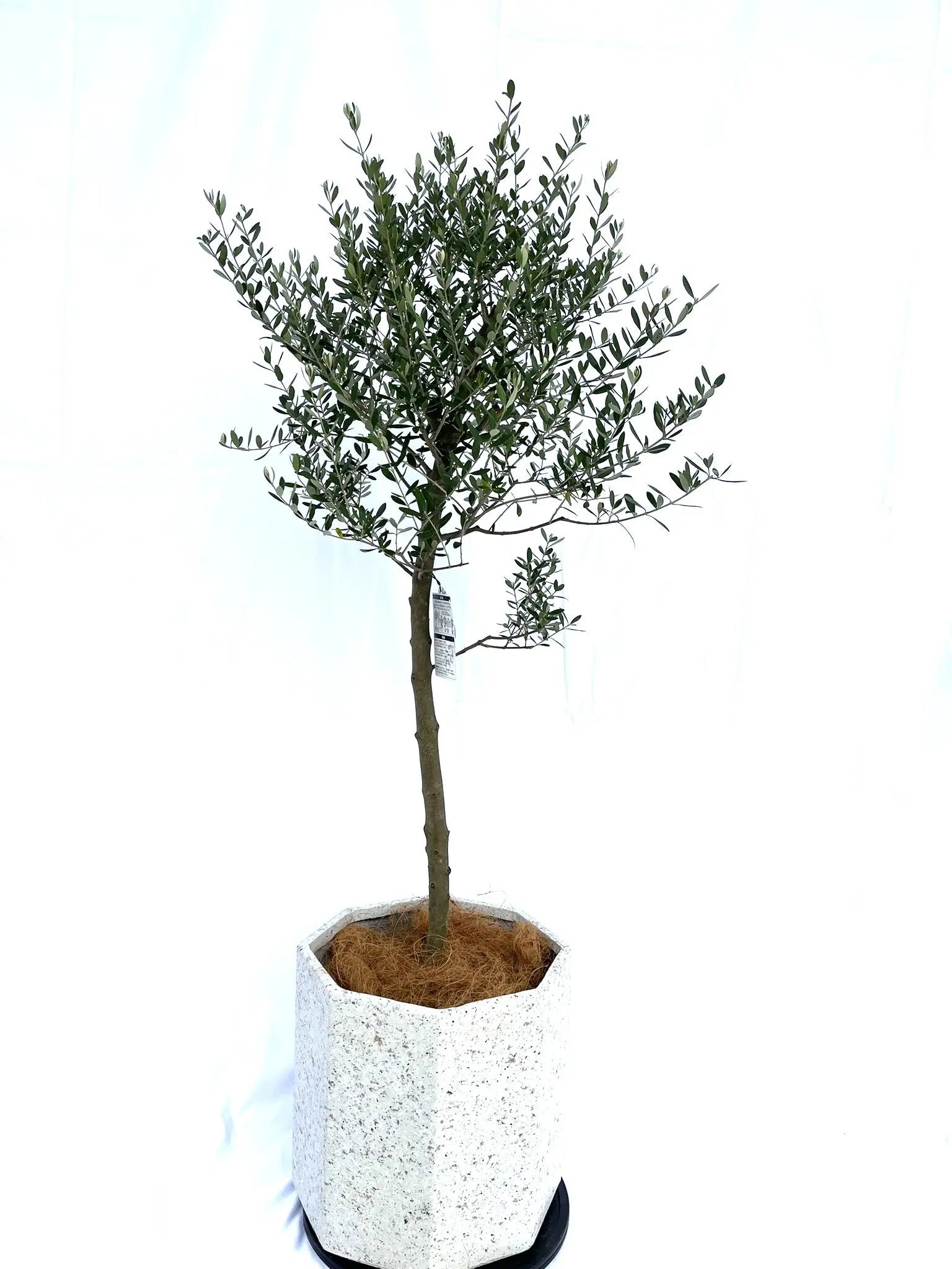 オリーブの木　ネバディロブランコ　約160cm　NO.2065　大型　人気　現品 IMG_8860.jpg