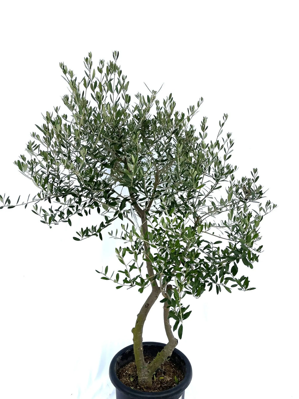 はむ　本物オヒブランカとカラマタ　二苗セット オリーブの木｜全サイズ・全品種一覧｜鶴亀園公式通販 – ページ40
