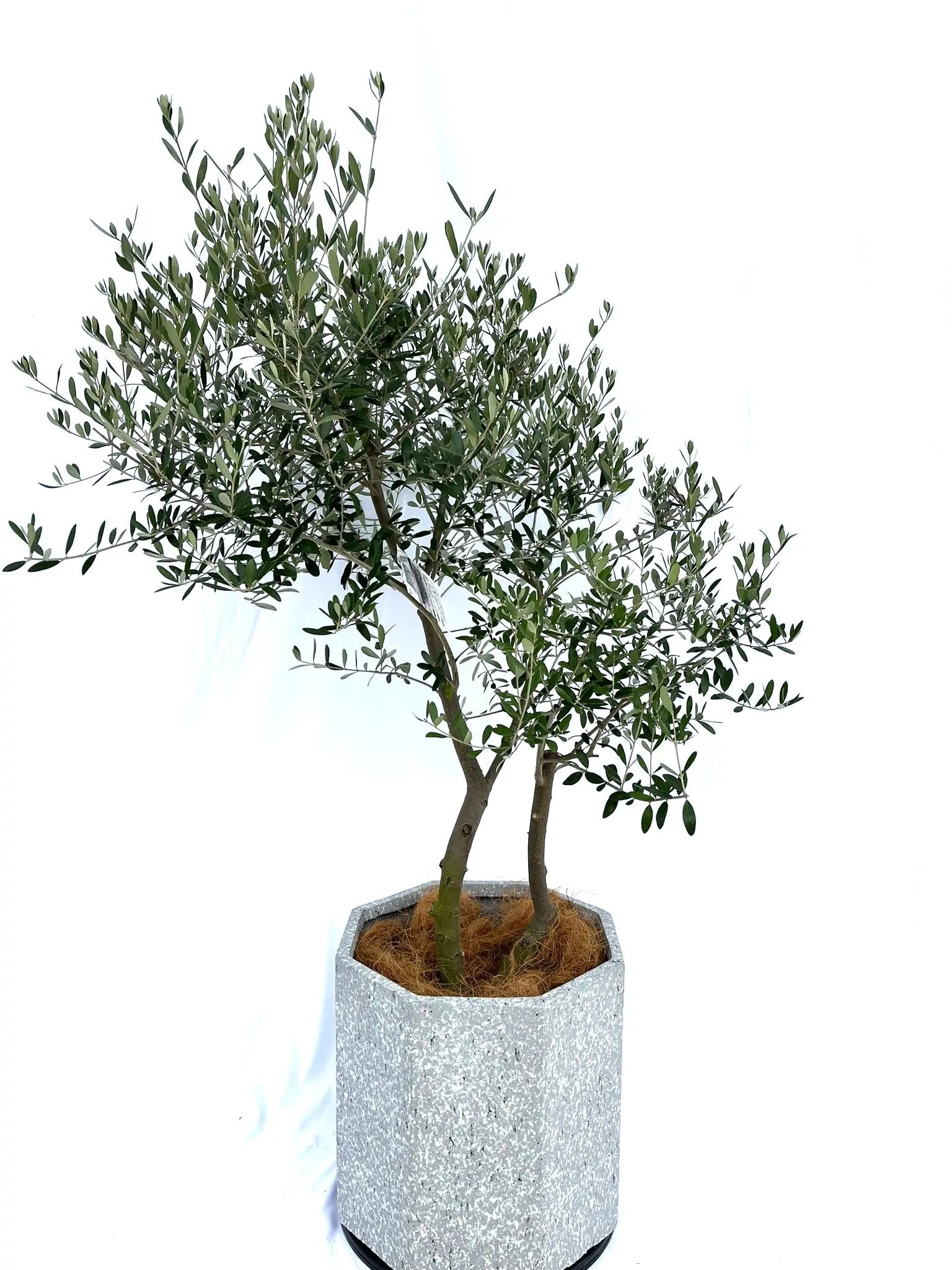 オリーブの木 ネバディロブランコ 10号 約100cm K-242 人気 現品