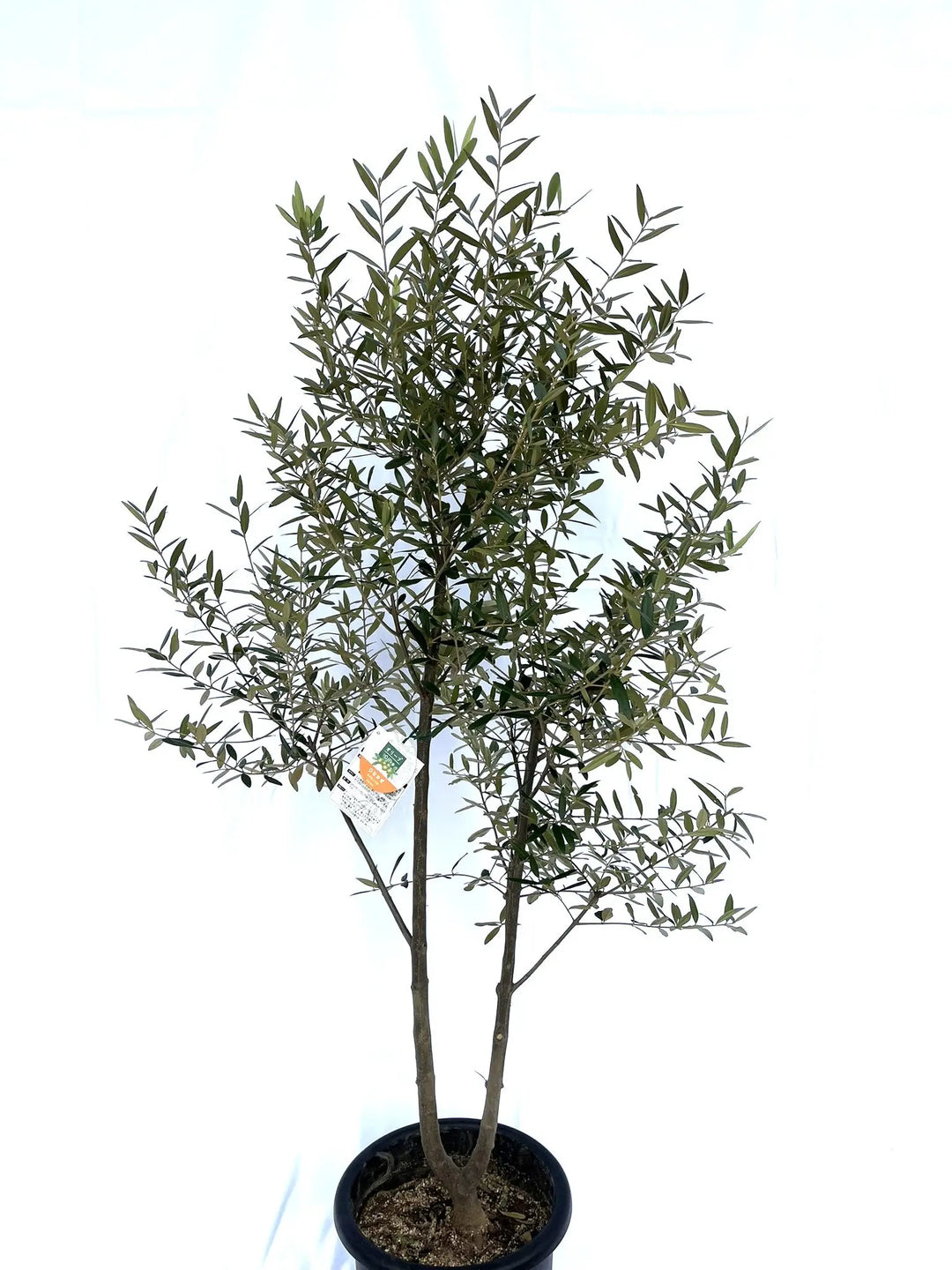 ひなかぜ Lサイズ 約160cm NO.10113 オリーブの木 - 株式会社鶴亀園